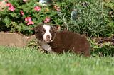 BORDER COLLIE 1233